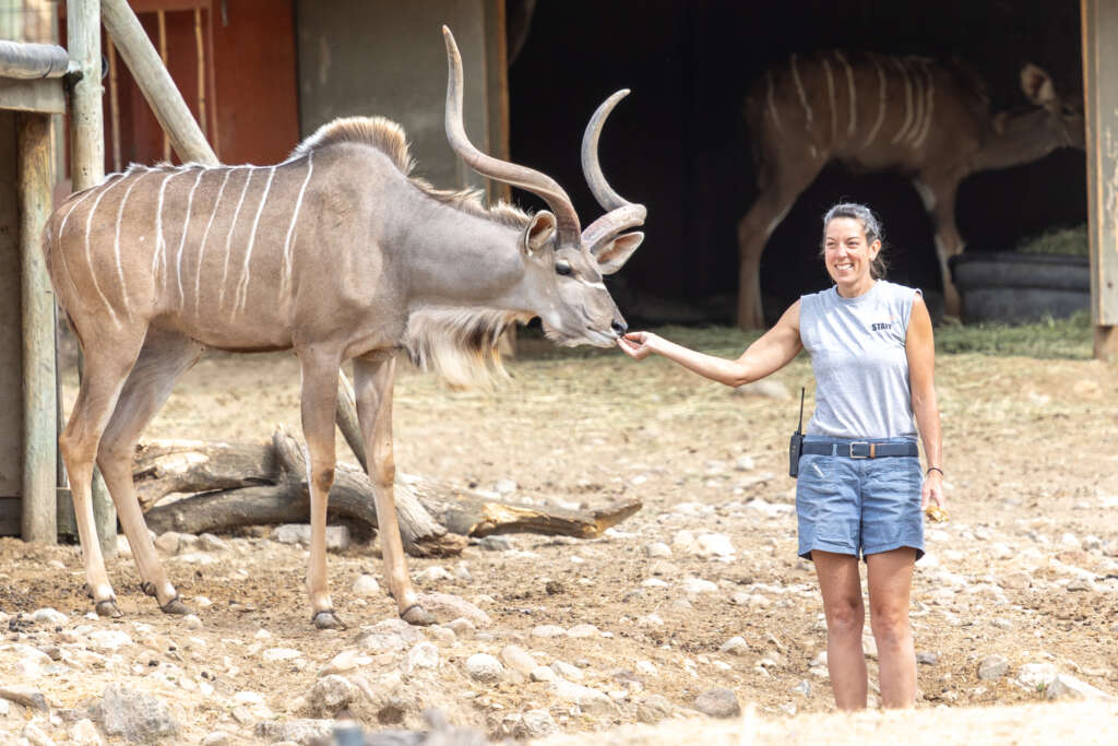 Lori and Tarragon the Greater Kudu