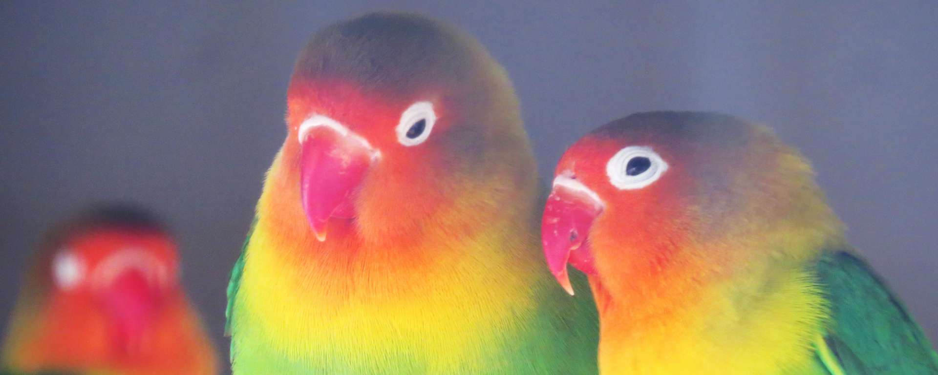 Lovebird by Cheryl Crowley