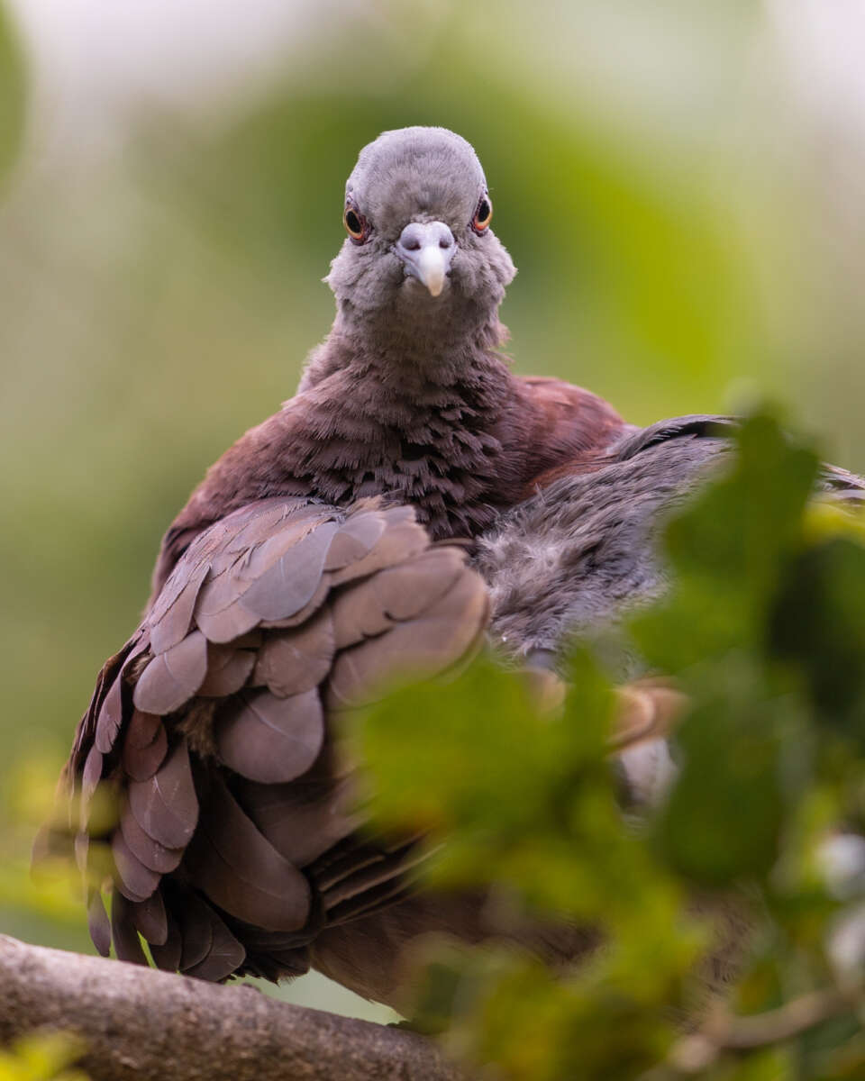 Madagascar turtle dove