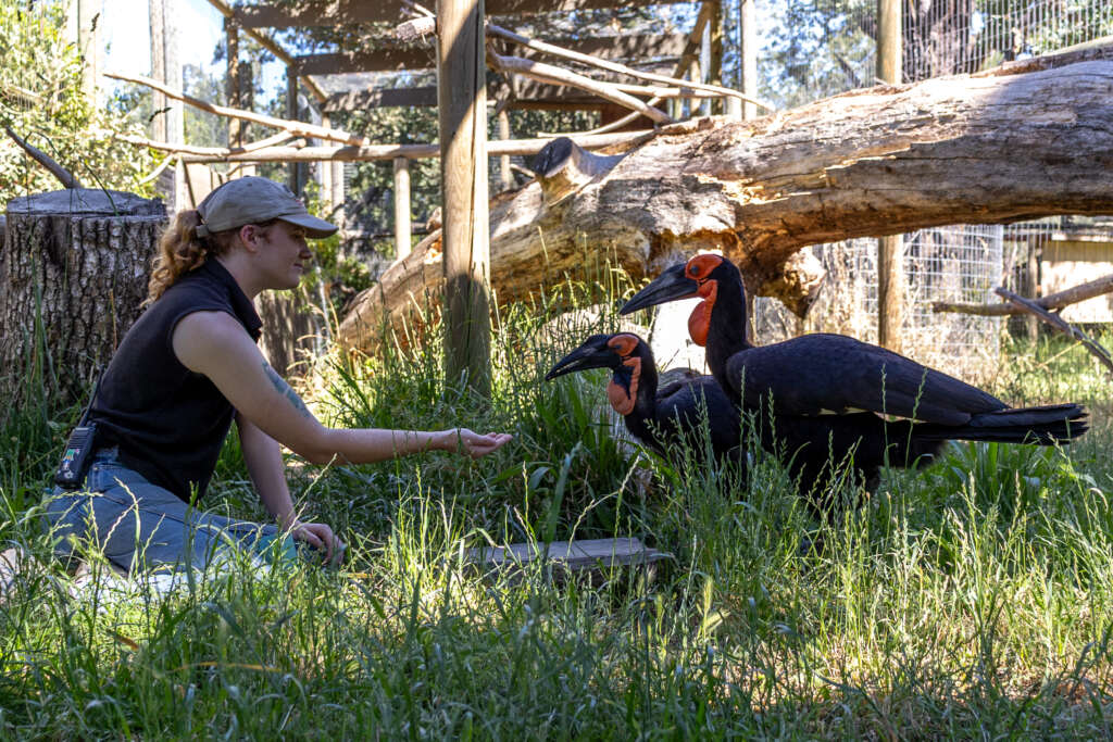 Margo and Kamba / Sansa the Southern Ground Hornbills