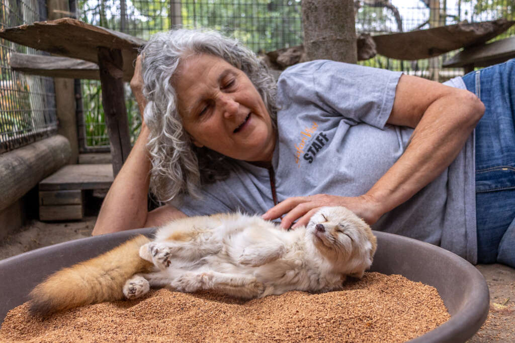Marilyn and Serafina the Fennec Fox