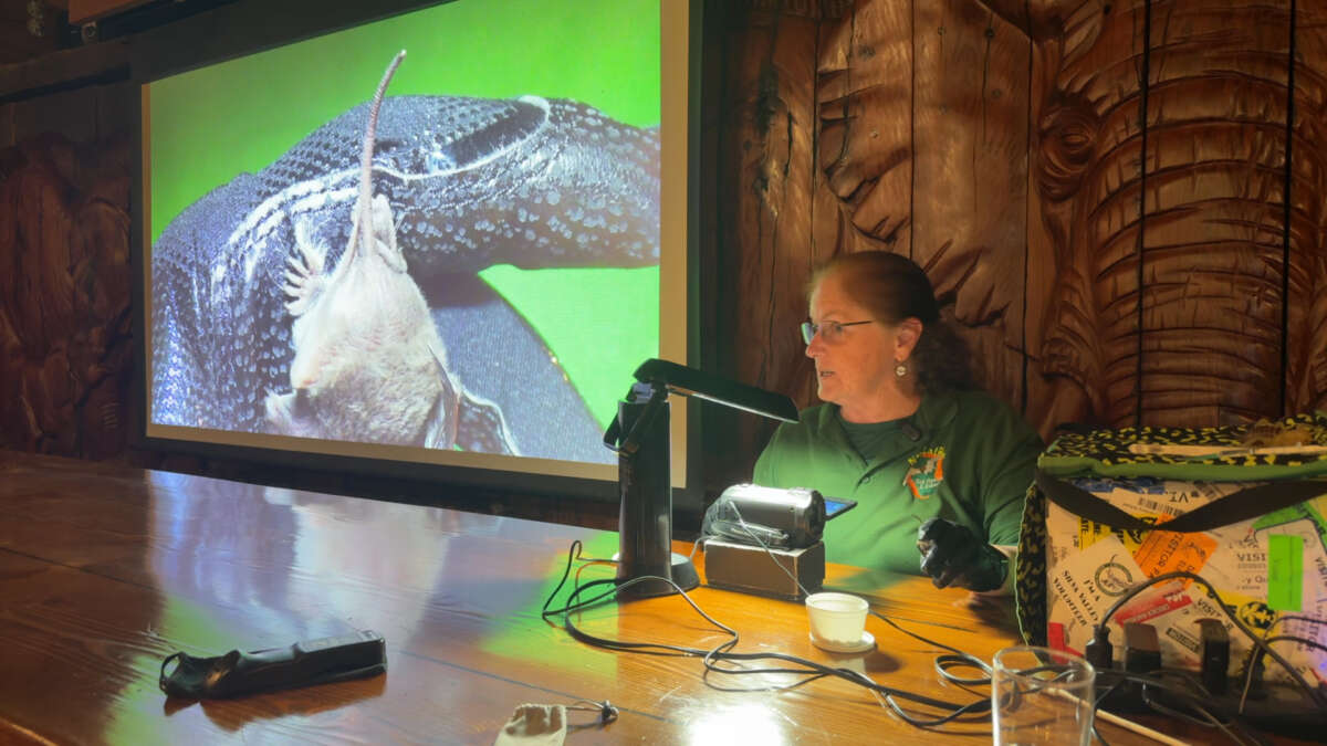 Mexican Free Tailed Bat