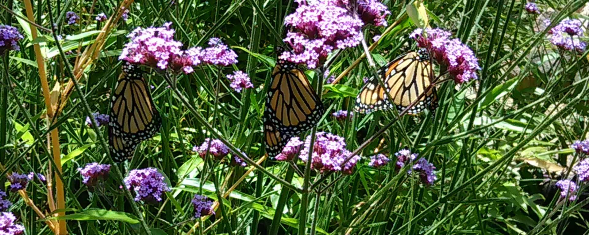 Monarch Butterfly