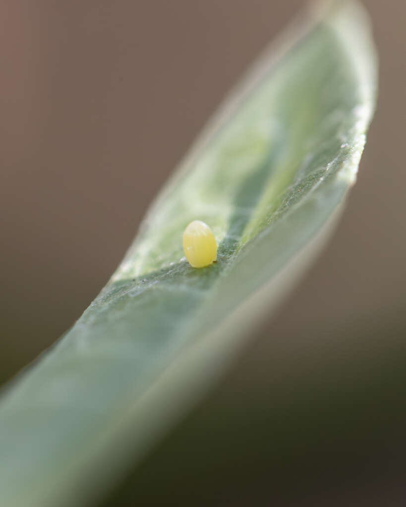 Monarch Egg