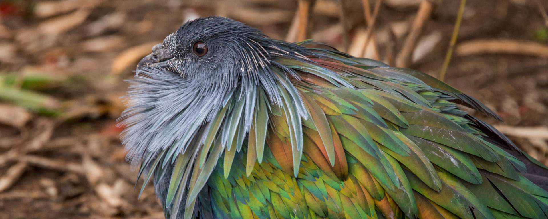 Nicobar Pigeon by Charlie Morey