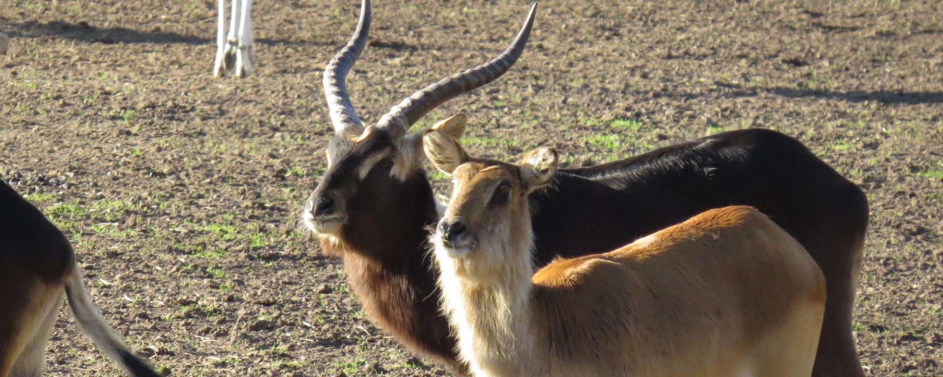 Nile Lechwe
