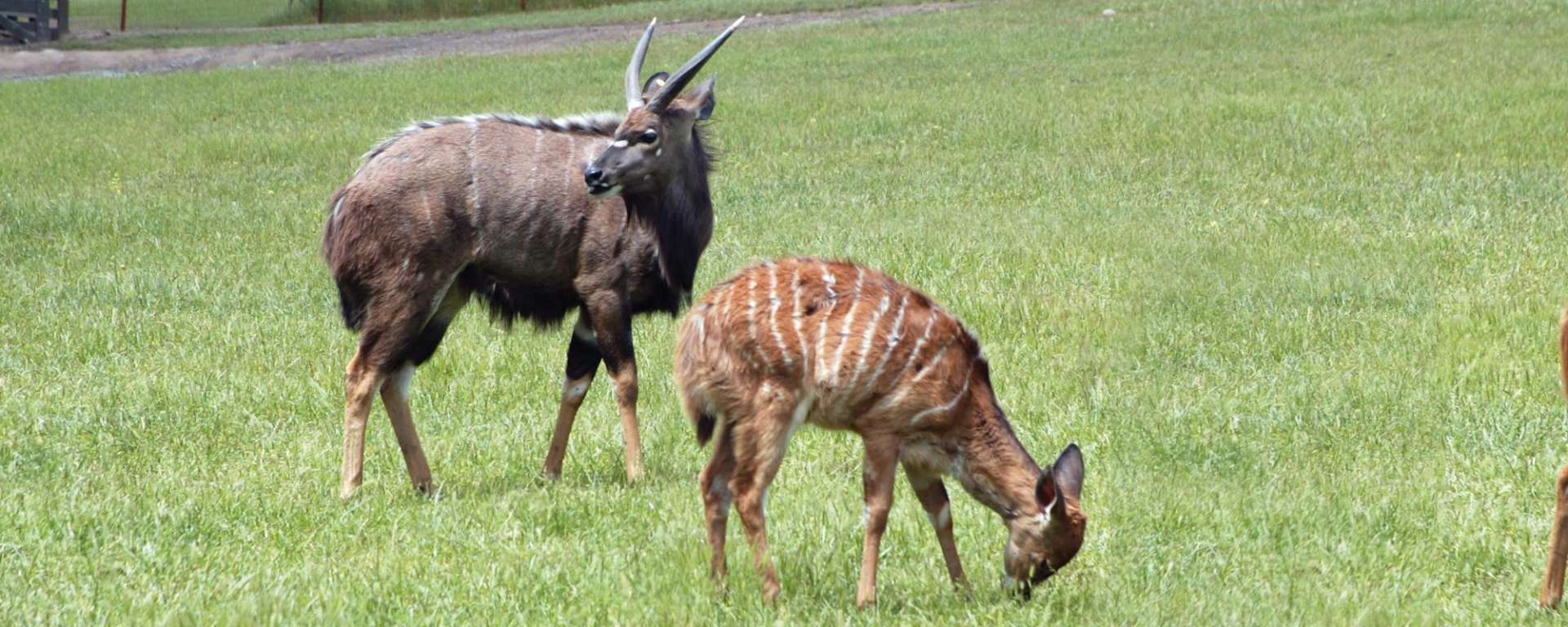 Nyala