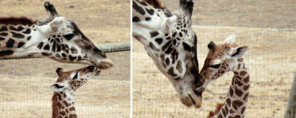 Onyal the giraffe by Cheryl Crowley