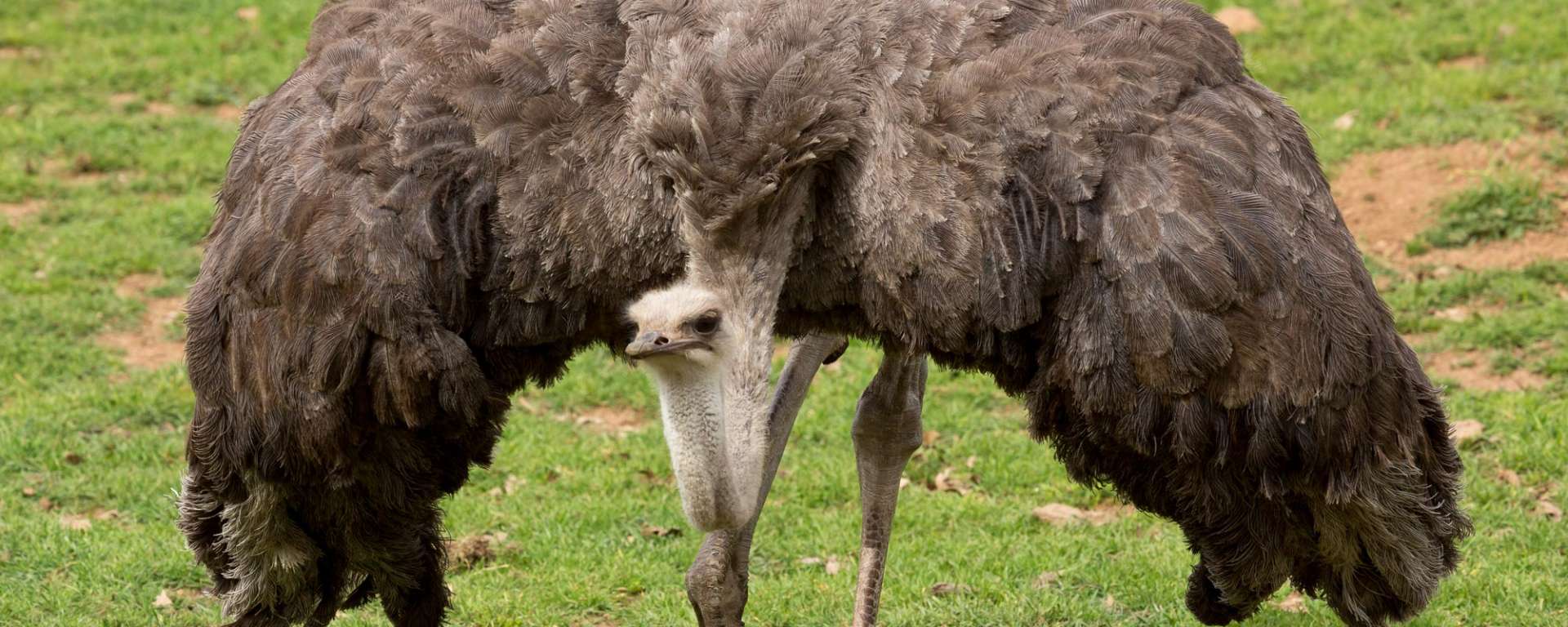Ostrich by Steve Murdock