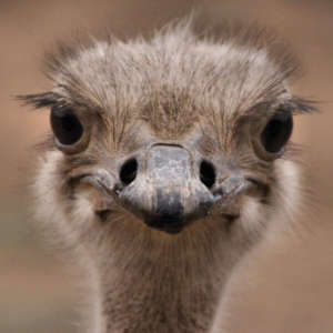 Ostrich by Tollefson