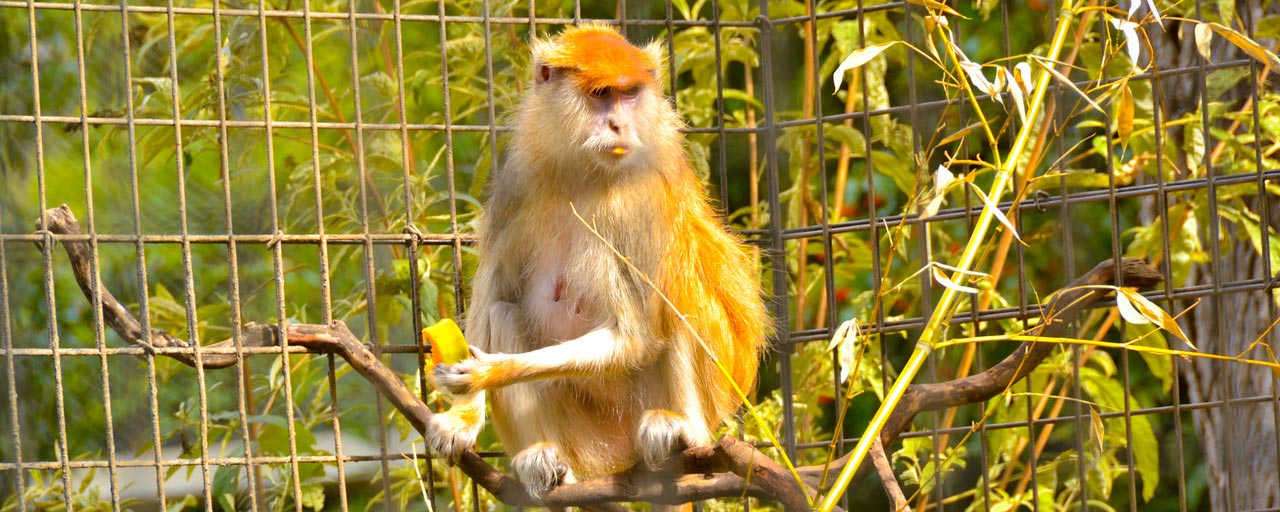 Patas Monkey