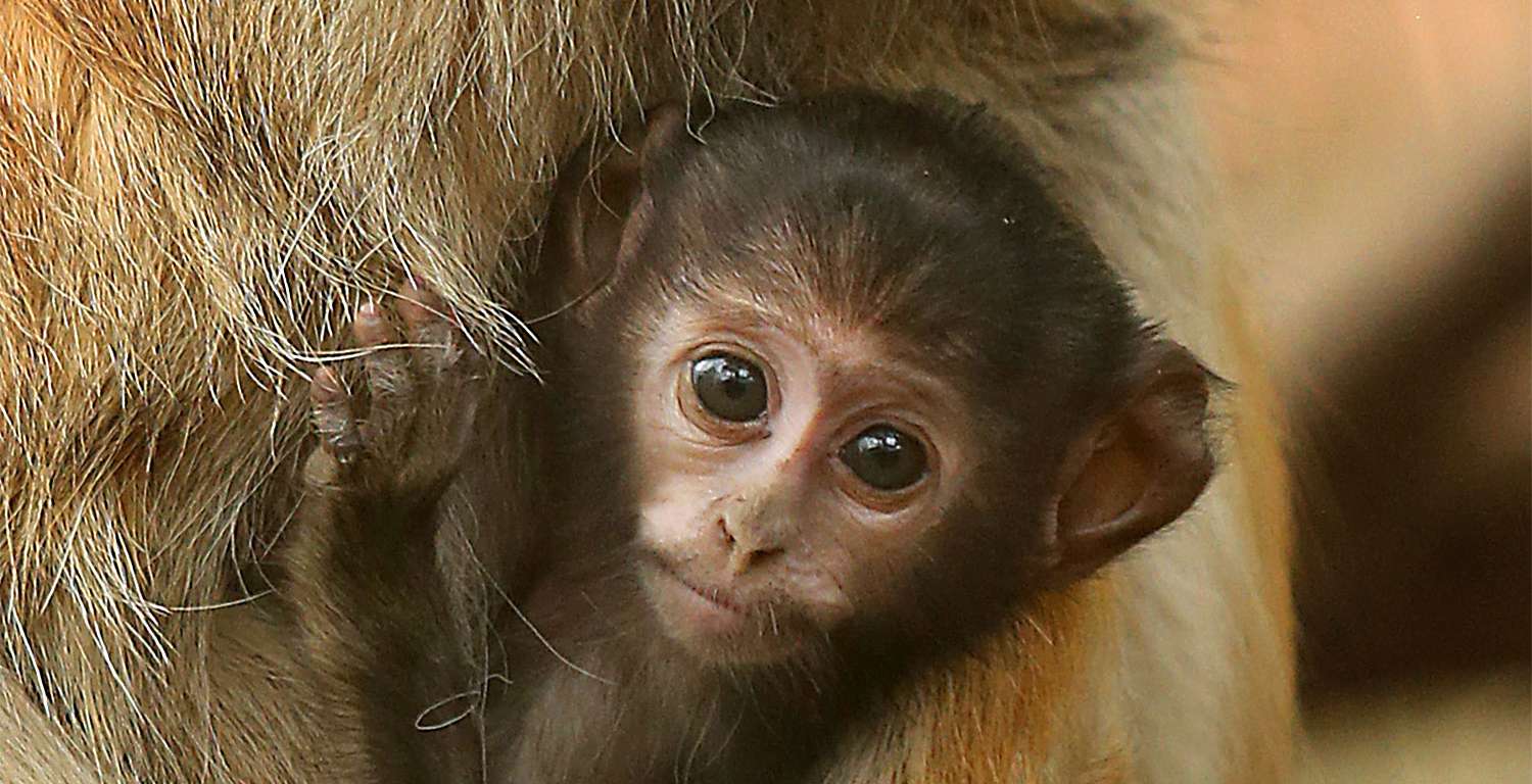 Patas Monkey Gizmo Jaxon