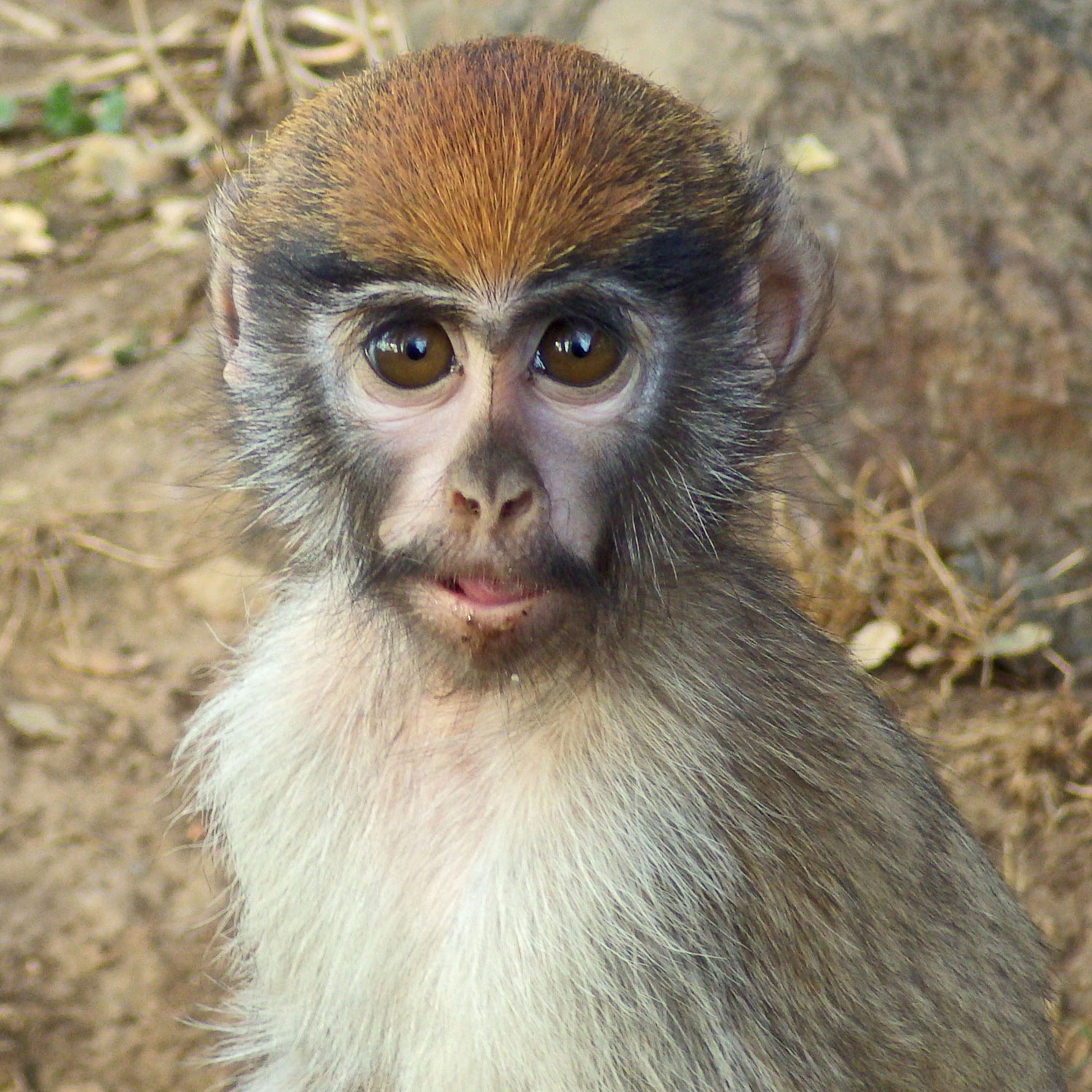 Patas Monkey Gizmo Jaxon by Kimberly Robertson Patas Monkey Gizmo Jaxon