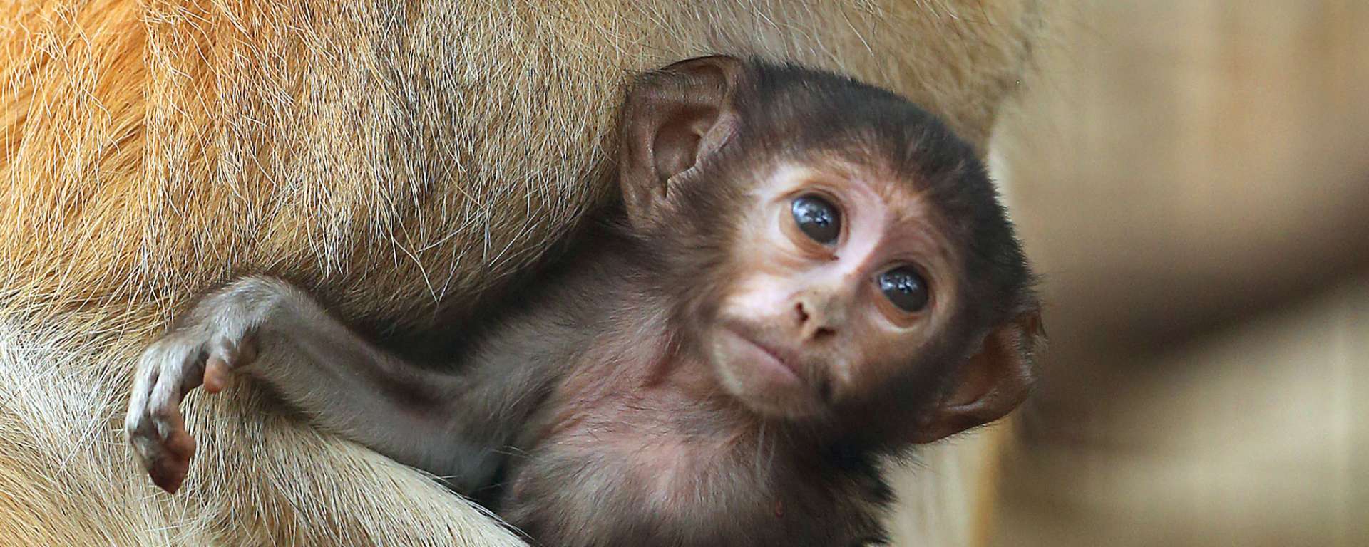 Patas Monkey Gizmo Jaxon