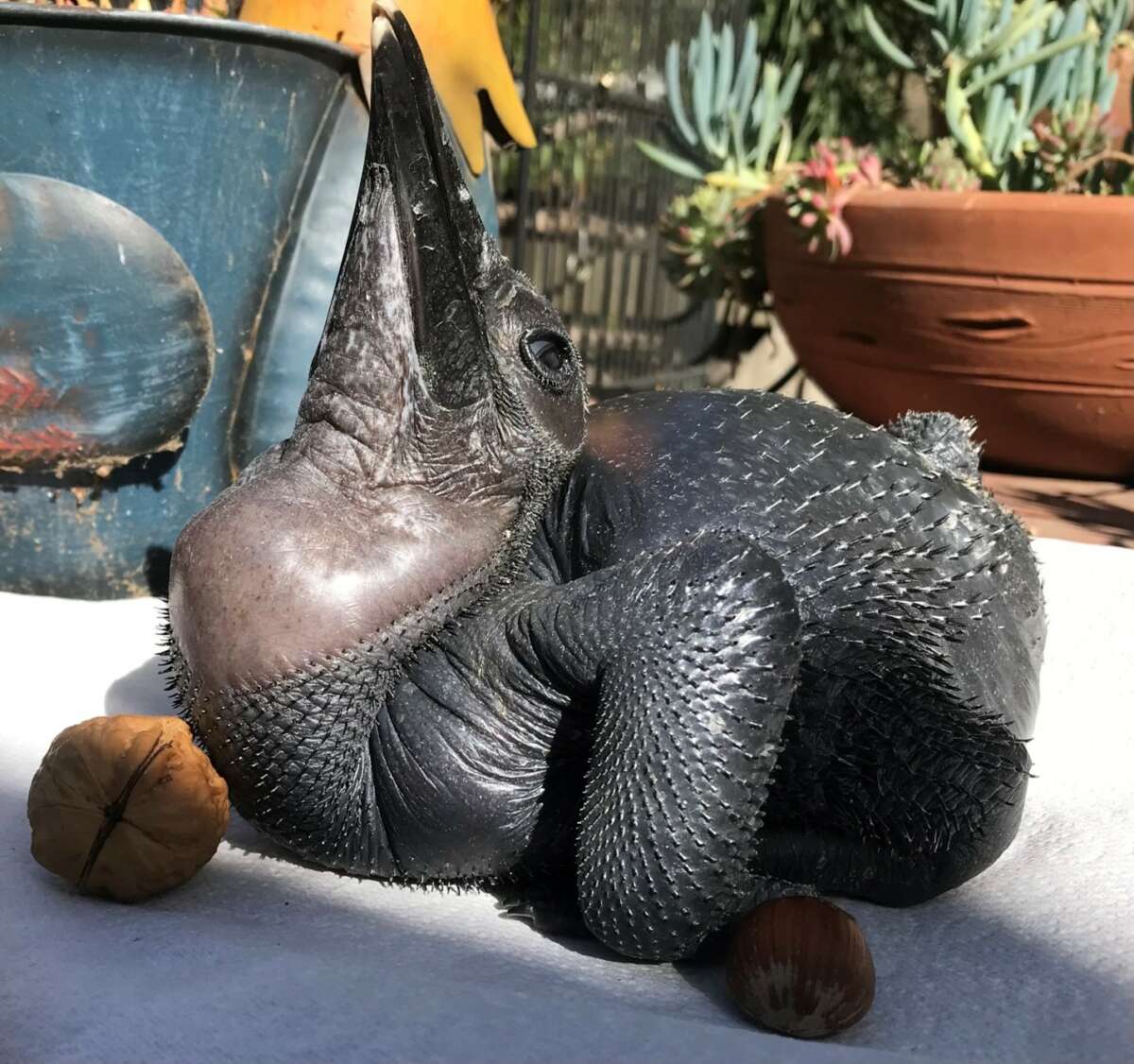 Archer Abyssinian Ground Hornbill