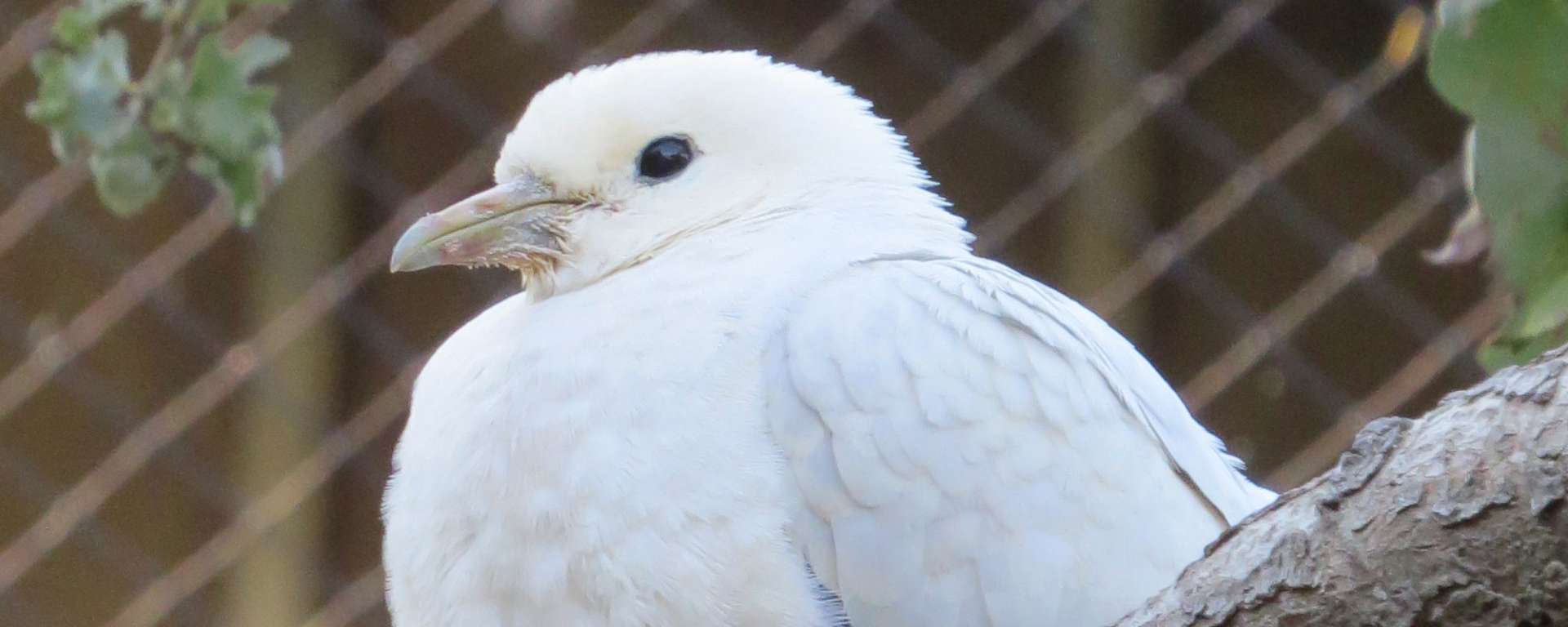Pied Imperial Pigeon by Cheryl Crowley