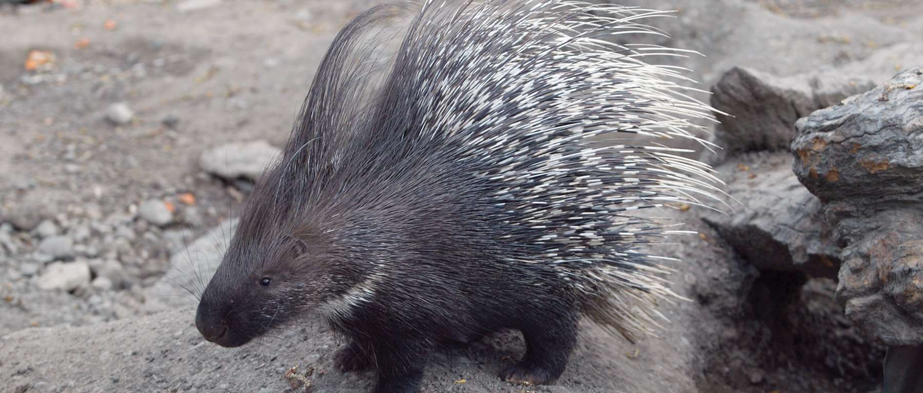 Porcupine Spotlight
