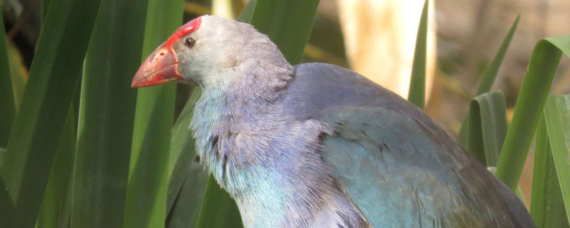 Purple Swamphen by Cheryl Crowley