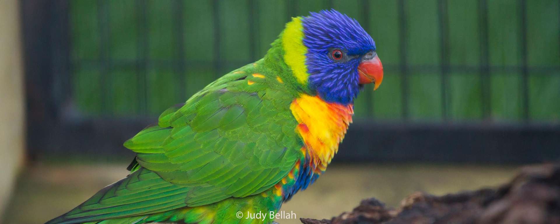 Rainbow Lorikeet