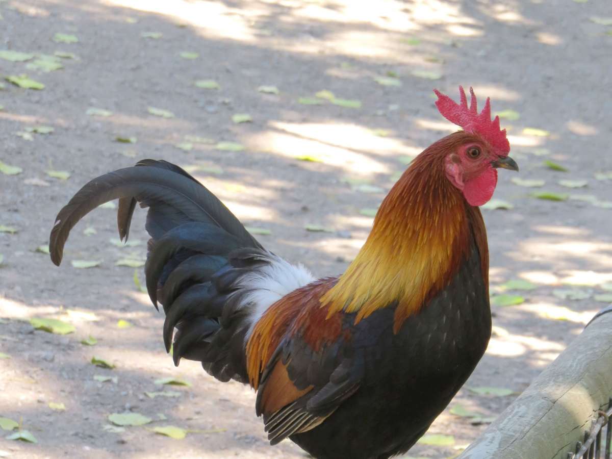 Red Junglefowl by Cheryl Crowley