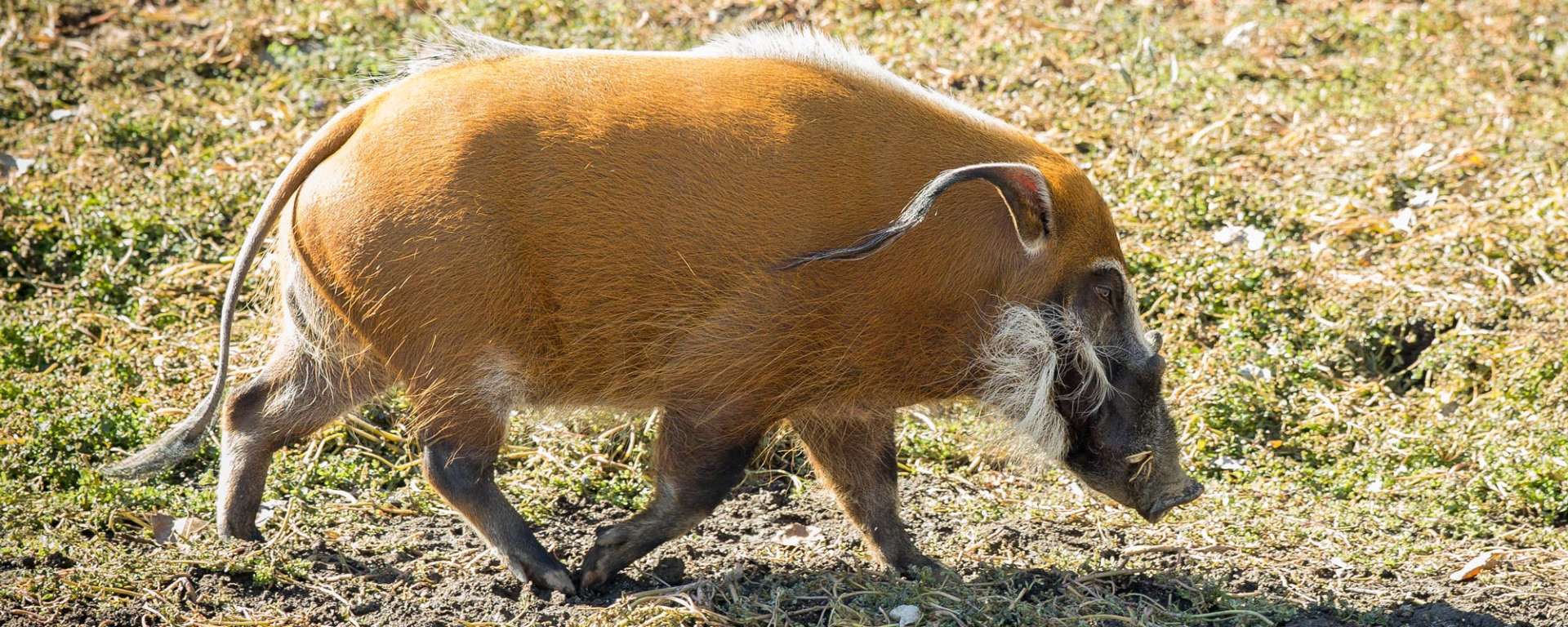Red River Hog