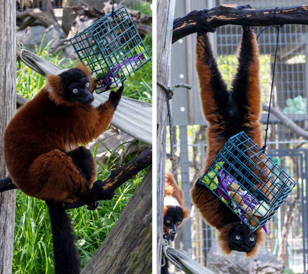 Red Ruffed Lemurs