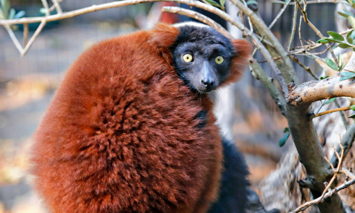 Red Ruffed Lemur