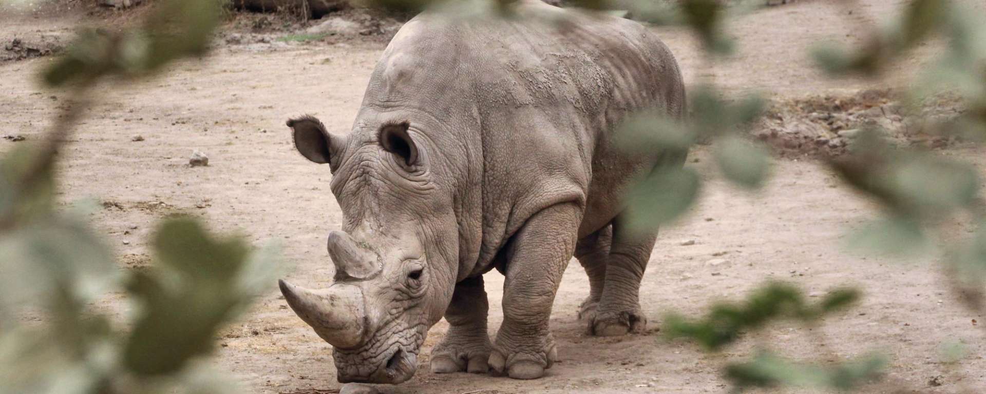 White Rhino