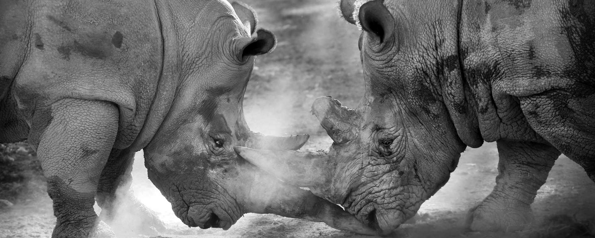 Rhinos Fighting