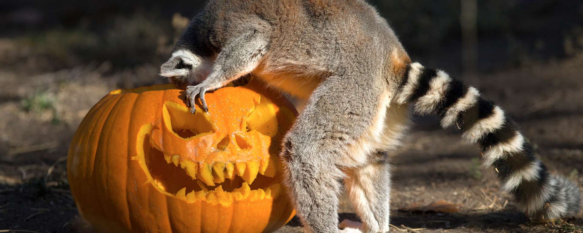 Ring-tailed Lemur Halloween
