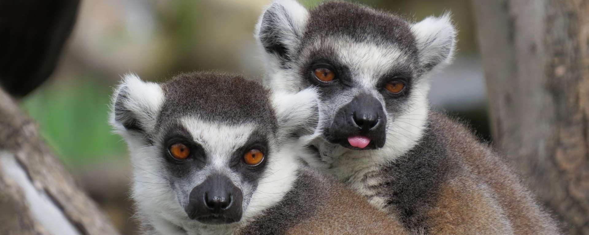 Ring-tailed Lemur