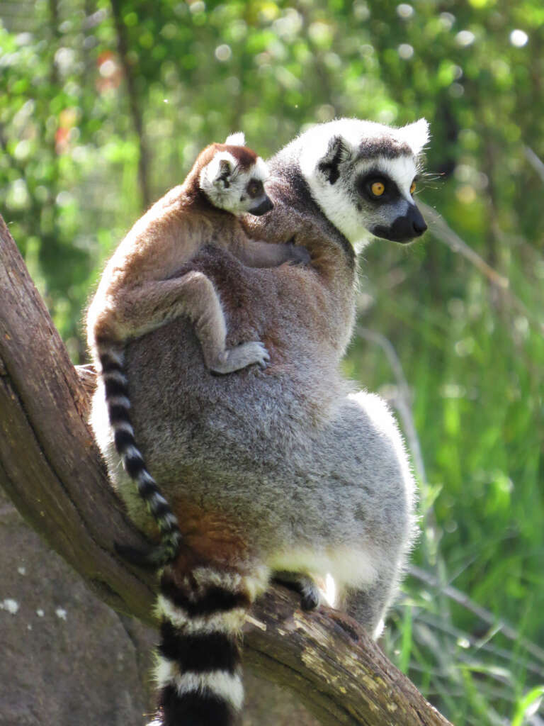 ring tailed lemur
