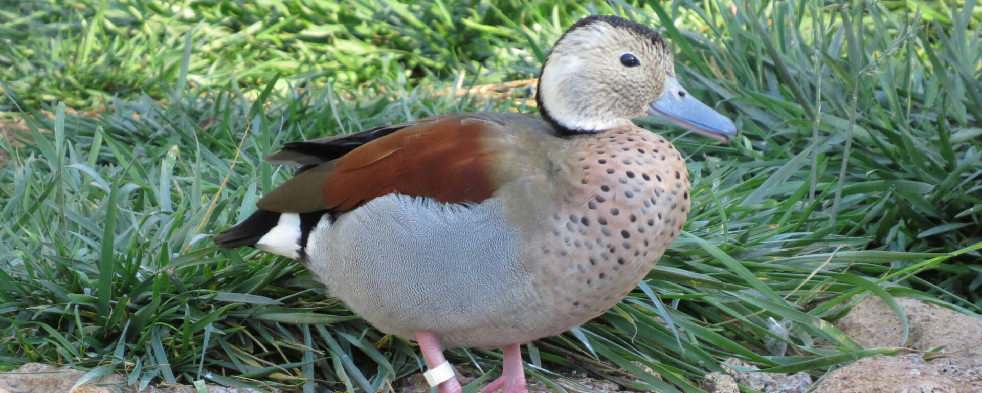 Ringed Teal