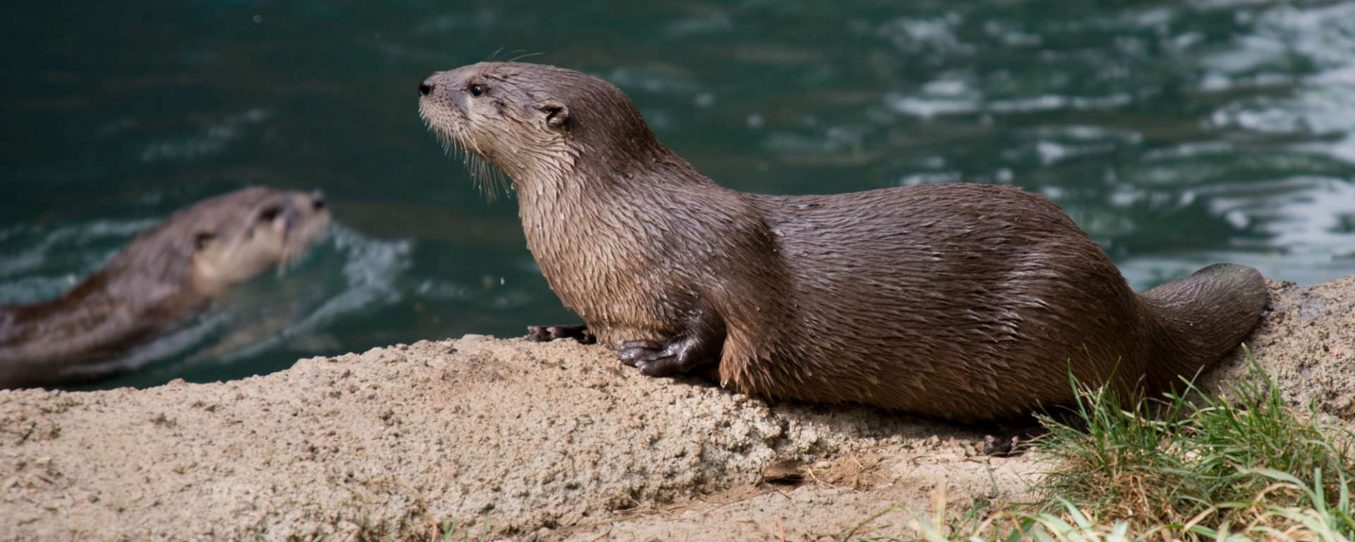 North American River Otter