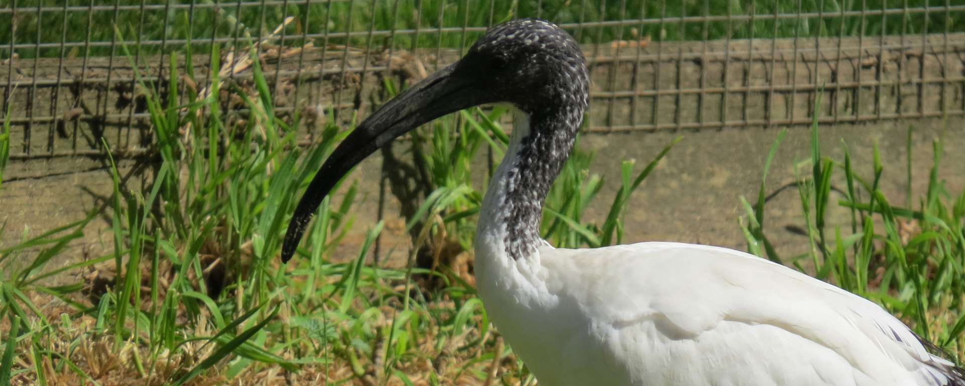 Sacred Ibis by Cheryl Crowley
