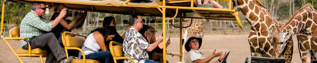 Safari by Ray Mabry Safari by Ray Mabry