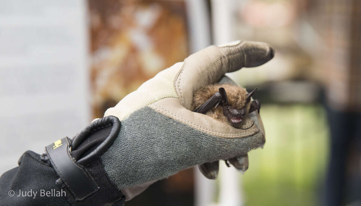 Big Brown Bat