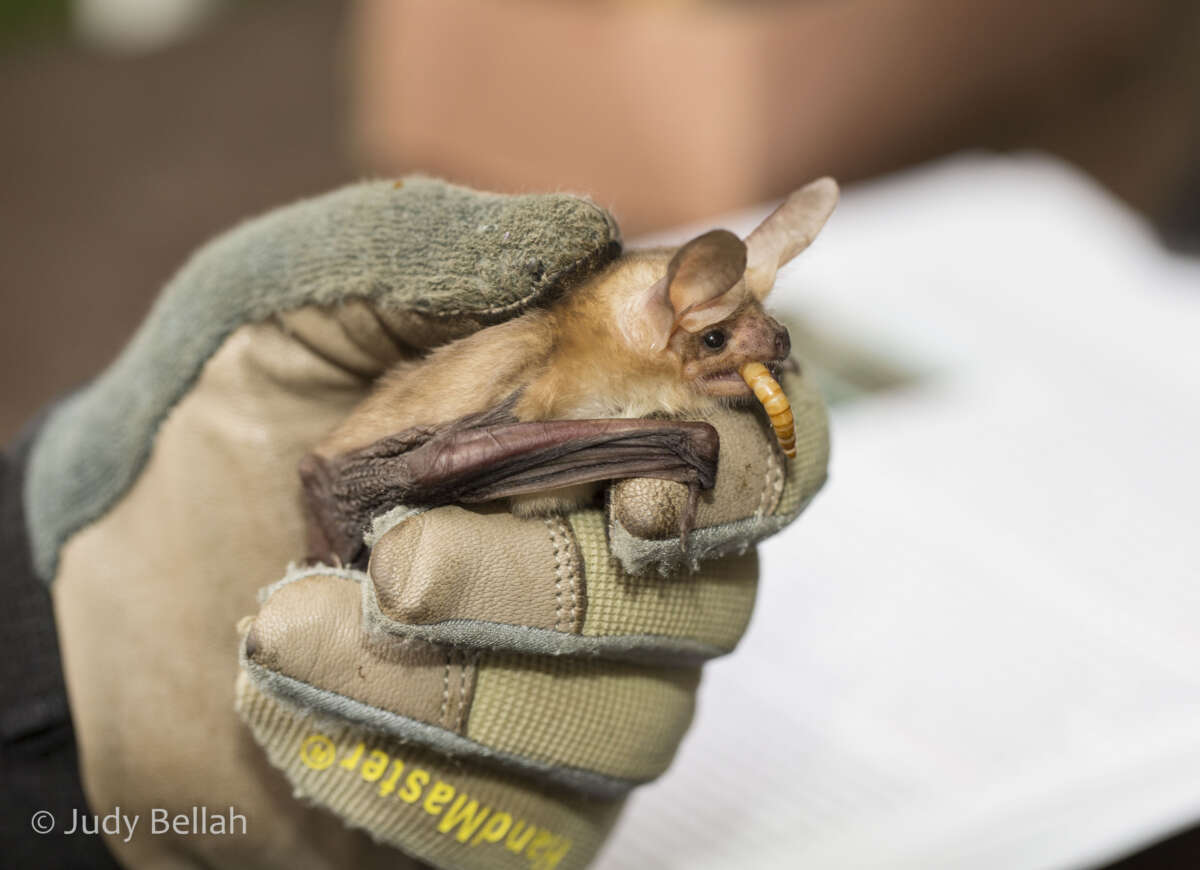 Pallid Bat