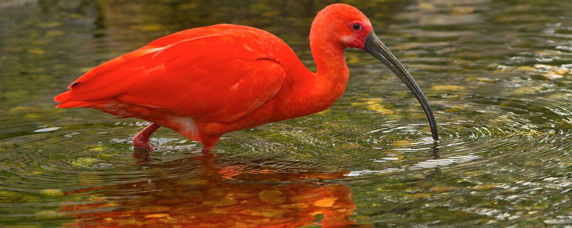 Scarlet Ibis by John Burgess