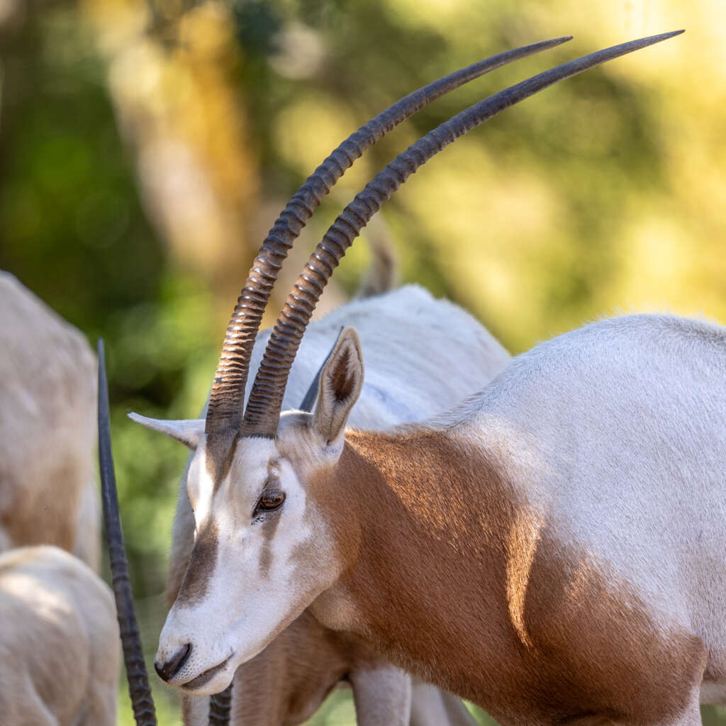 Scimitar-horned Oryx