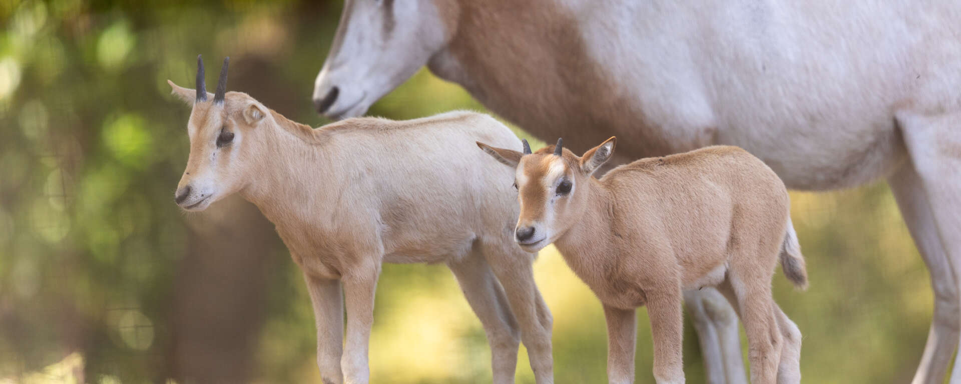 Scimitar-horned Oryx