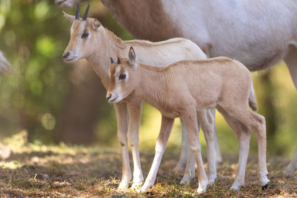 Scimitar-horned Oryx
