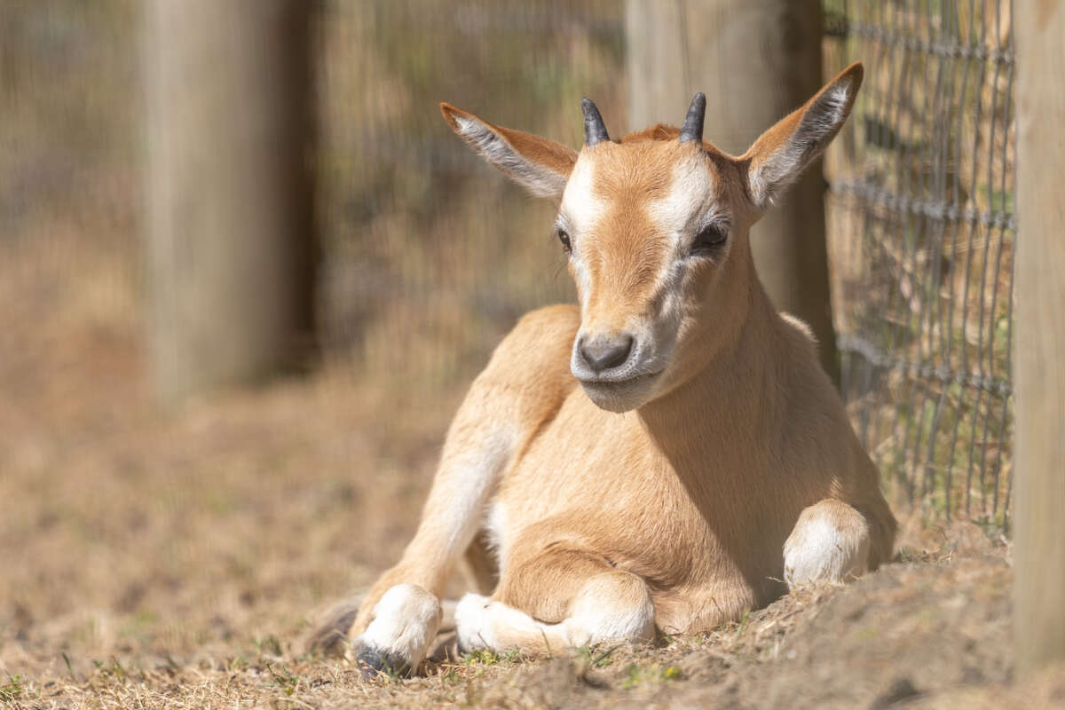 Scimitar-horned Oryx
