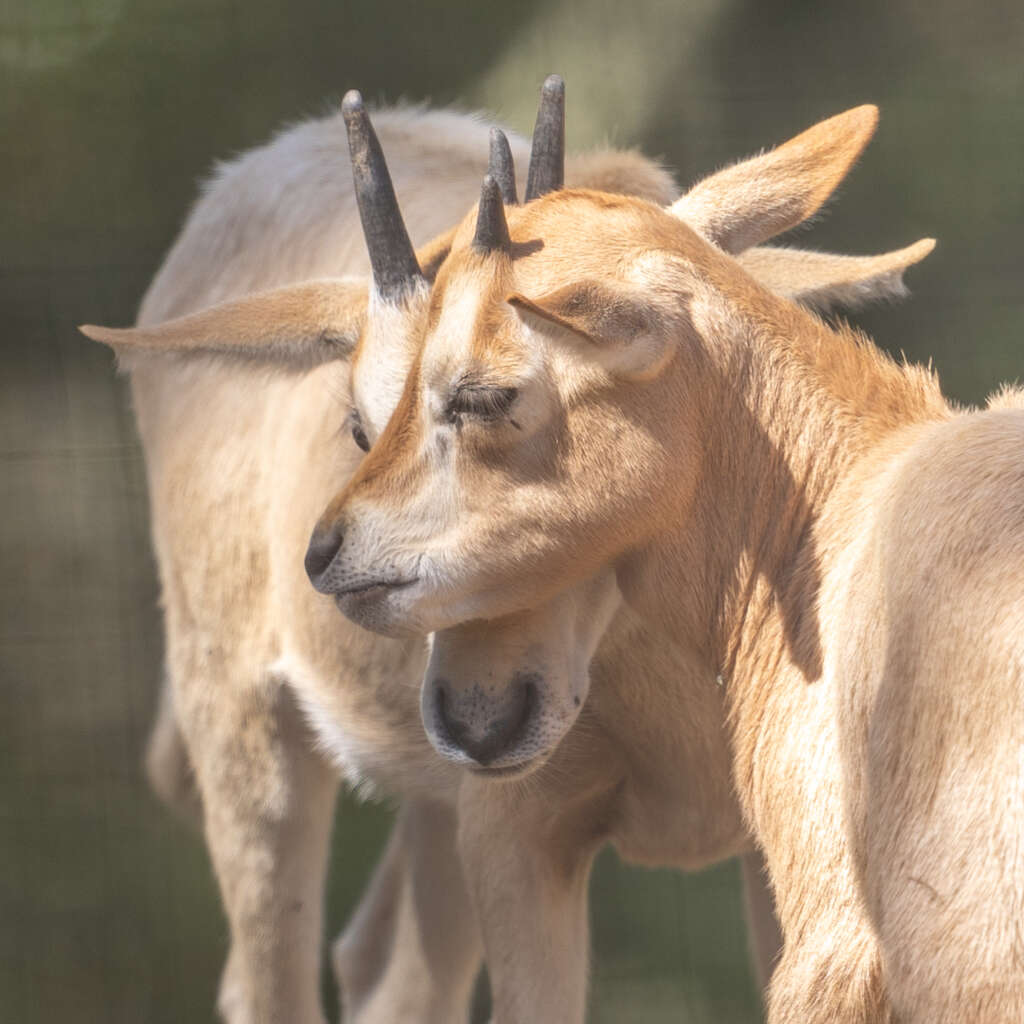 Scimitar-horned Oryx