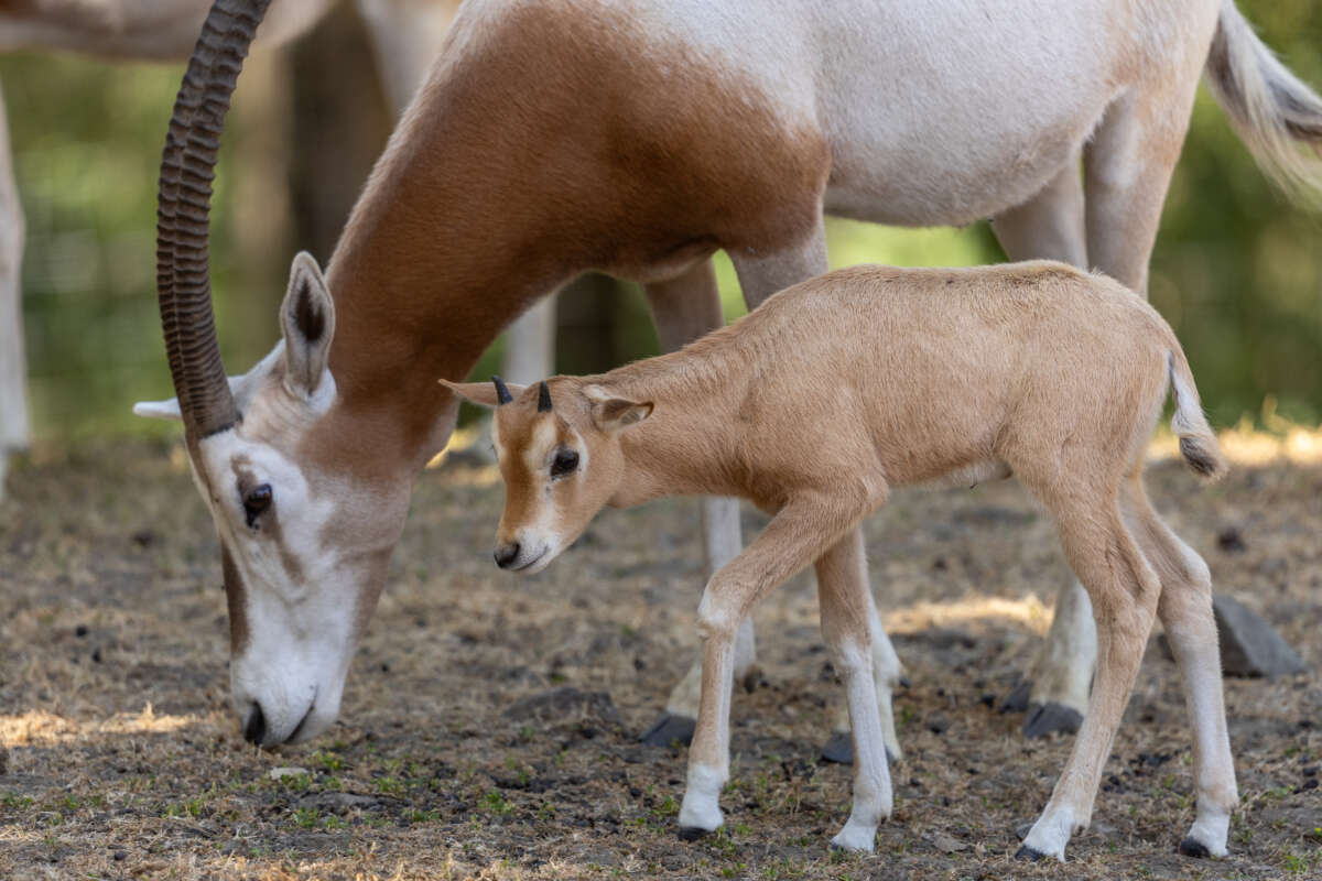 Scimitar-horned Oryx