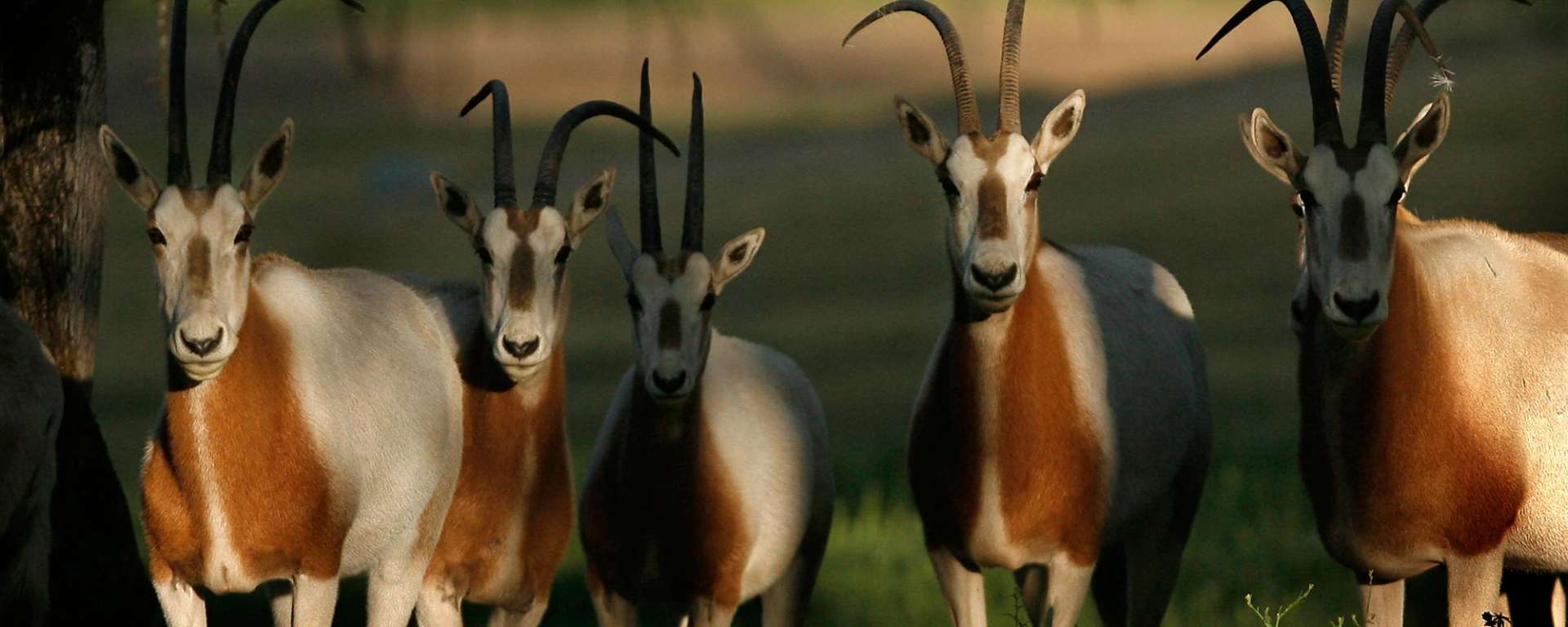 Scimitar-horned Oryx