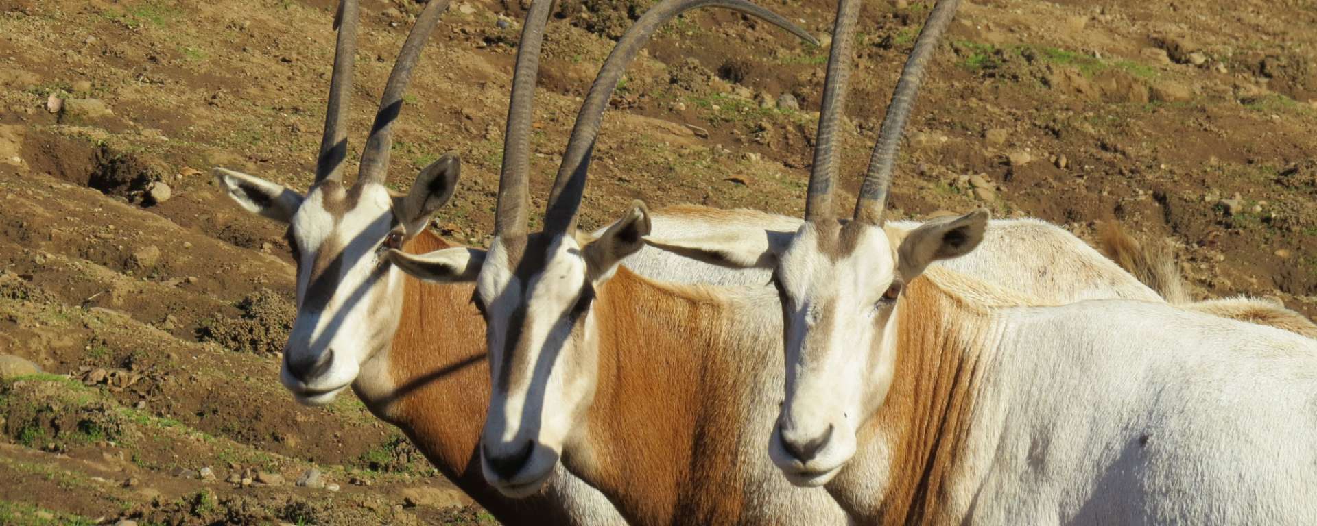 Scimitar-horned Oryx