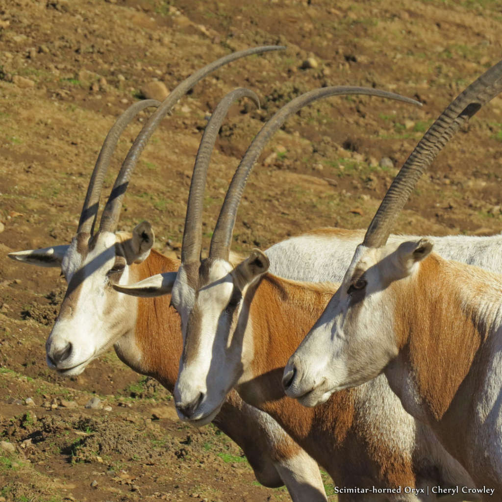 Scimitar-horned Oryx