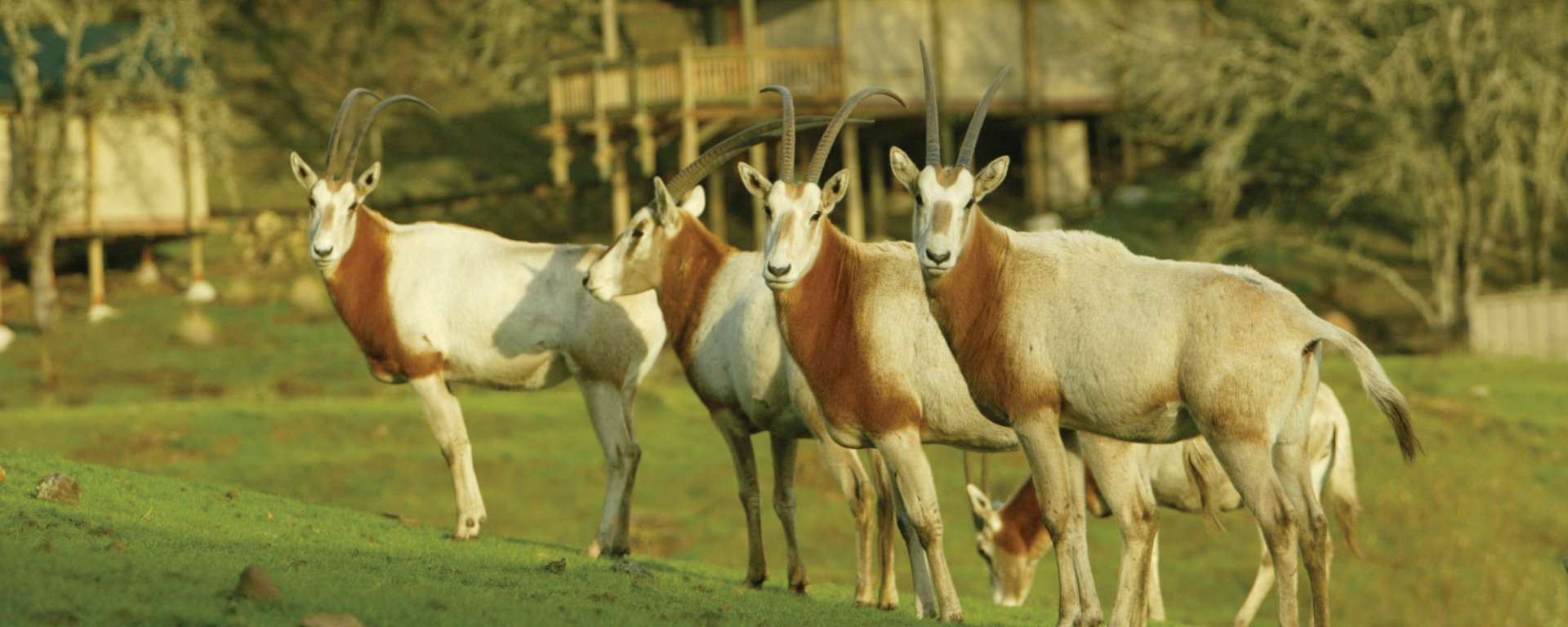 Scimitar Horned Oryx