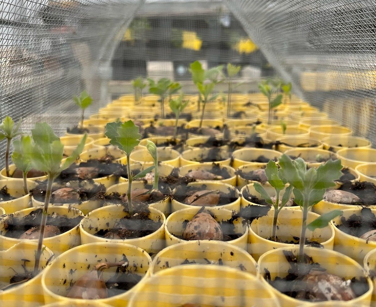 seedlings in a greenhouse